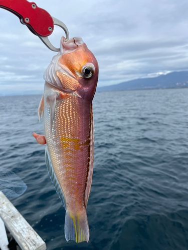 アマダイの釣果