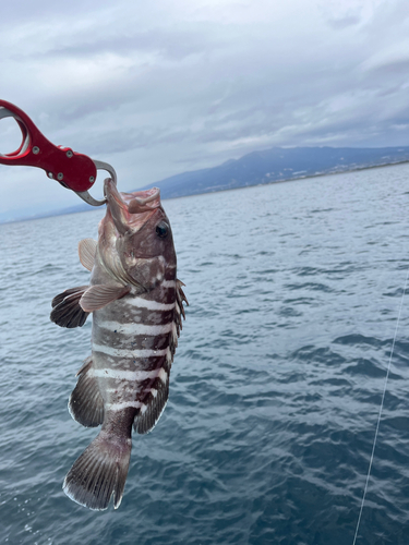 マハタの釣果