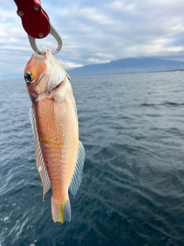 アマダイの釣果