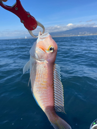 アマダイの釣果