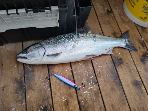 サクラマスの釣果