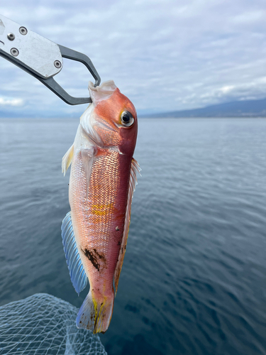 アマダイの釣果