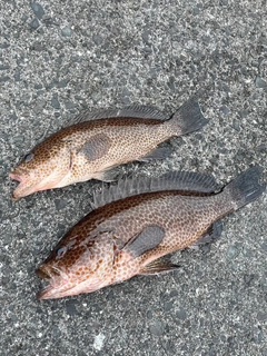 オオモンハタの釣果