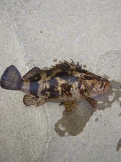 タケノコメバルの釣果