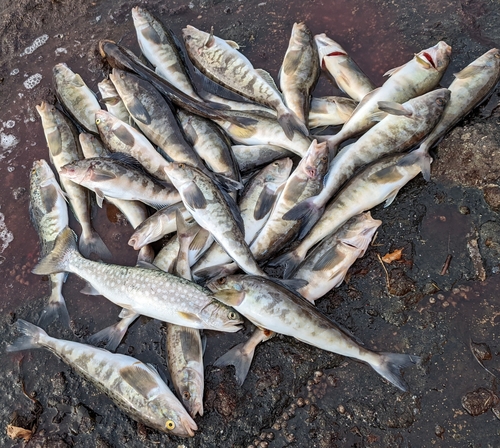 ホッケの釣果