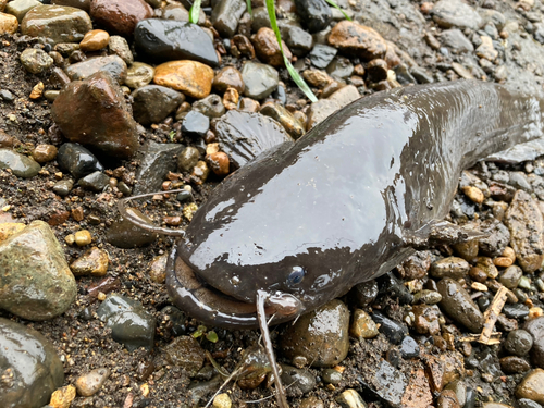 マナマズの釣果