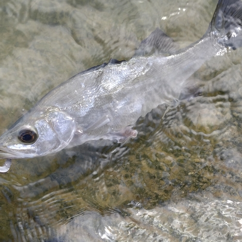 セイゴ（マルスズキ）の釣果