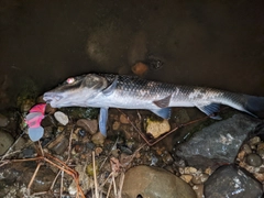 ニゴイの釣果