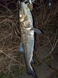 ニゴイの釣果