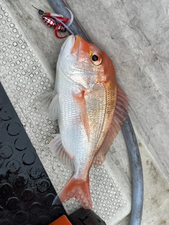 レンコダイの釣果