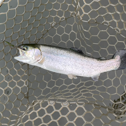 ニジマスの釣果