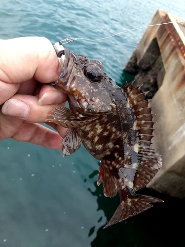 アラカブの釣果