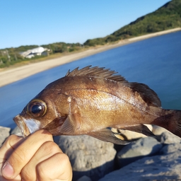 クロメバル