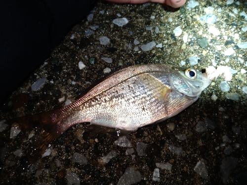 ウミタナゴの釣果