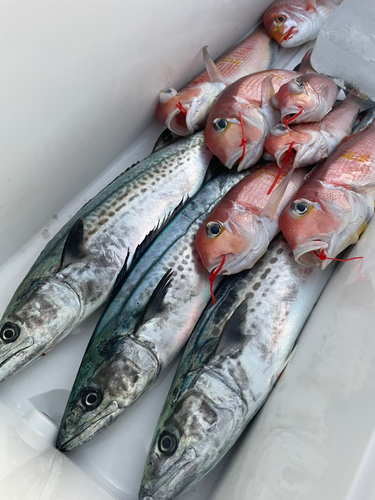 アカアマダイの釣果