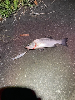 セイゴ（マルスズキ）の釣果