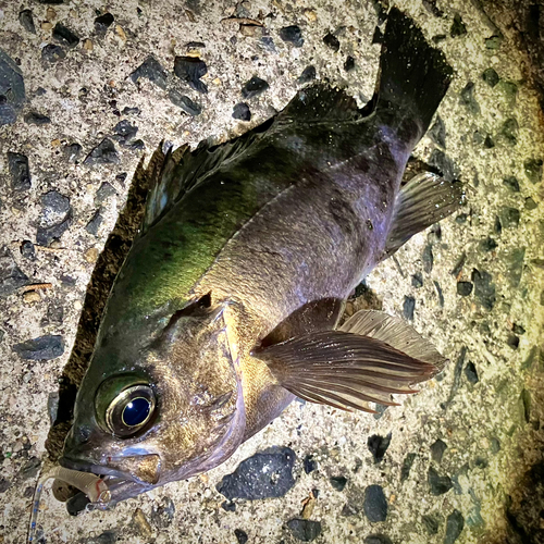 メバルの釣果