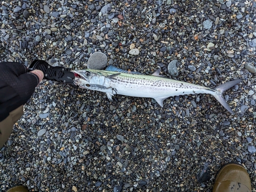 サゴシの釣果