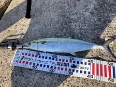 サゴシの釣果