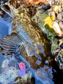 アイナメの釣果