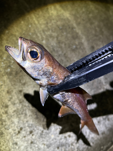 ムツの釣果