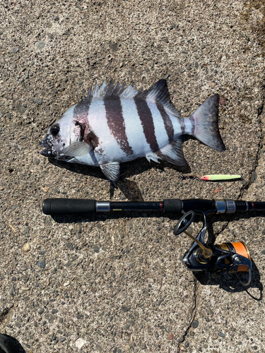 シマダイの釣果