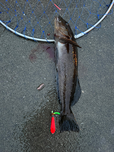 アイナメの釣果