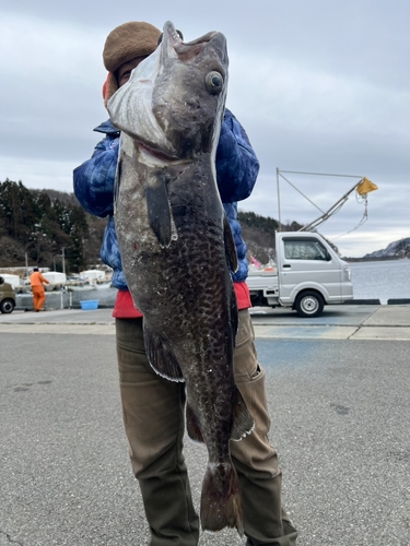 マダラの釣果