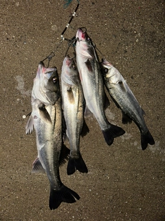 シーバスの釣果