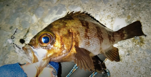 シロメバルの釣果