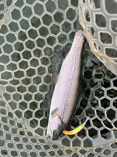 ニジマスの釣果