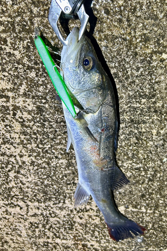 シーバスの釣果