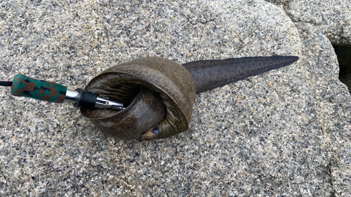 アミメウツボの釣果