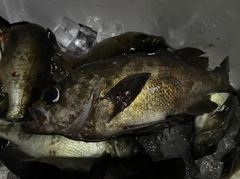 クロメバルの釣果