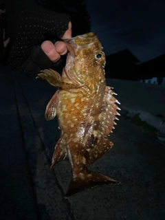 カサゴの釣果