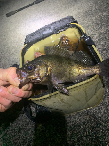 アオメバルの釣果