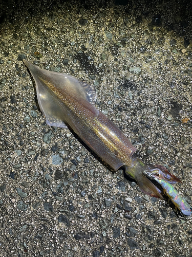 イカの釣果