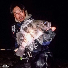 シロメバルの釣果