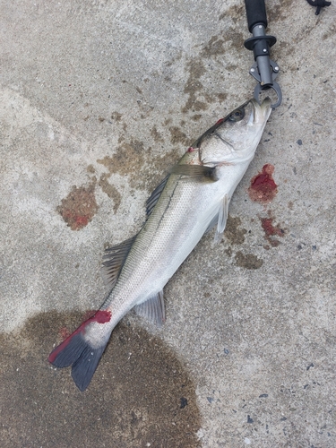 スズキの釣果