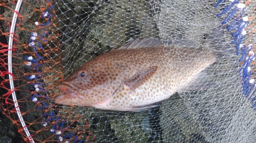 オオモンハタの釣果