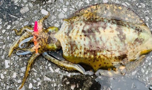 アオリイカの釣果