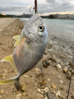 ガーラの釣果