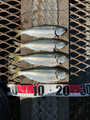 コノシロの釣果