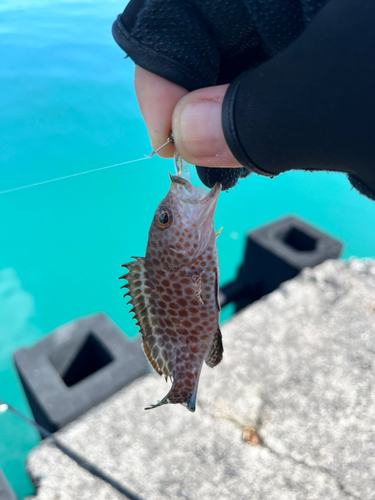 オオモンハタの釣果