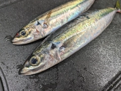 ムロアジの釣果