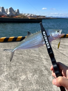 イケカツオの釣果