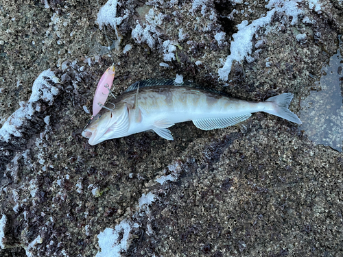 サクラマスの釣果