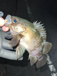 メバルの釣果