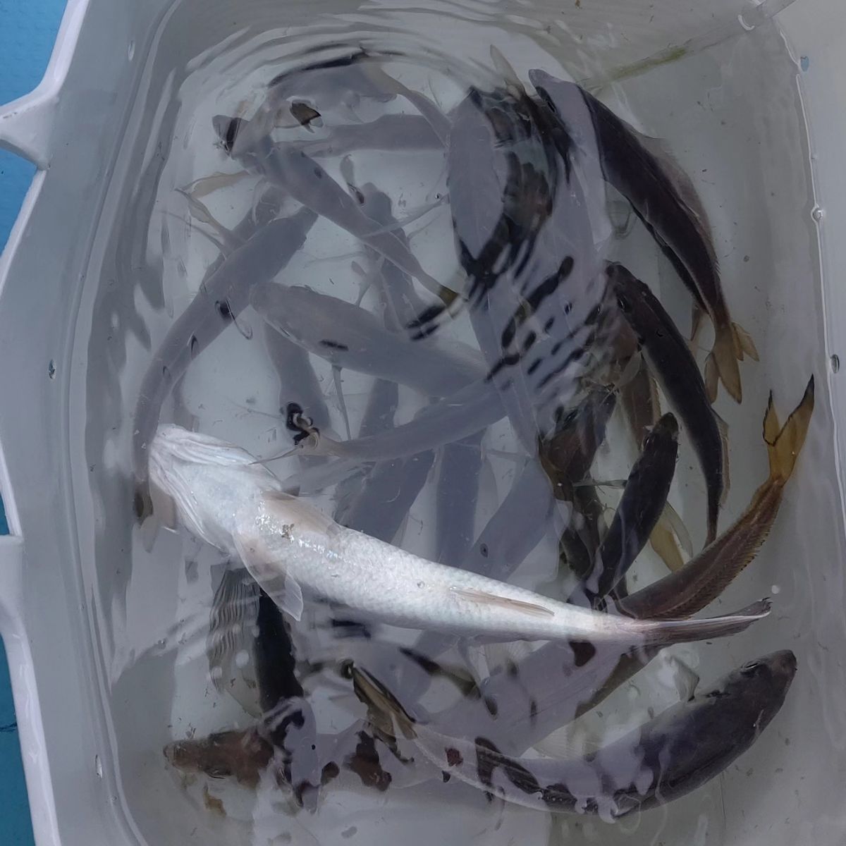 なべ①号さんの釣果 1枚目の画像