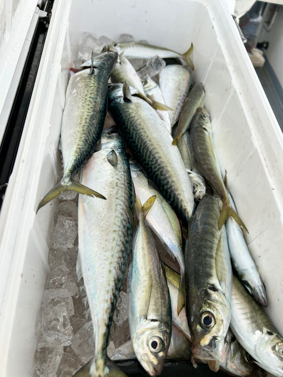 釣りバカニャンコ丸さんの釣果 1枚目の画像